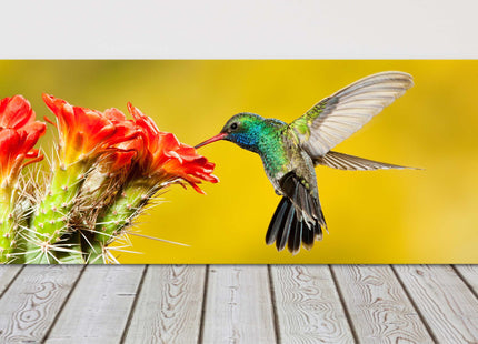 Hummingbird, feeding on a cactus flower. panoramic canvas picture print