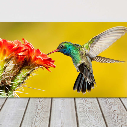 Hummingbird, feeding on a cactus flower. panoramic canvas picture print
