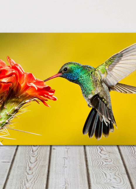 Hummingbird, feeding on a cactus flower. panoramic canvas picture print