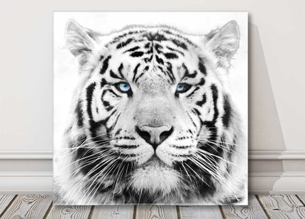 White Tiger with piercing blue eyes, Canvas picture print. A choice of sizes.