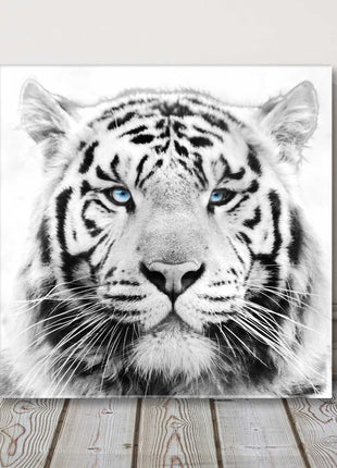 White Tiger with piercing blue eyes, Canvas picture print. A choice of sizes.