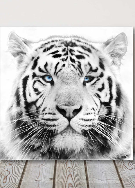 White Tiger with piercing blue eyes, Canvas picture print. A choice of sizes.