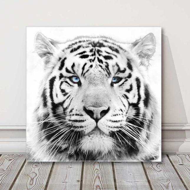White Tiger with piercing blue eyes, Canvas picture print. A choice of sizes.