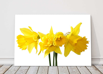 Daffodils on a white background bright and vibrant canvas picture print yellow