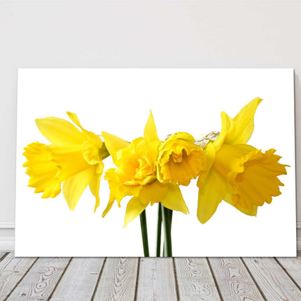 Daffodils on a white background bright and vibrant canvas picture print yellow