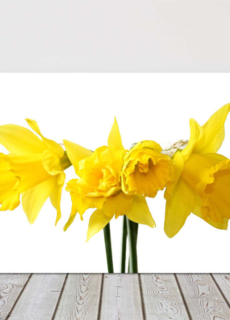 Daffodils on a white background bright and vibrant canvas picture print yellow
