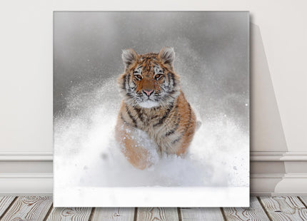 Tiger running through the deep snow, wildlife in winter, canvas picture print.