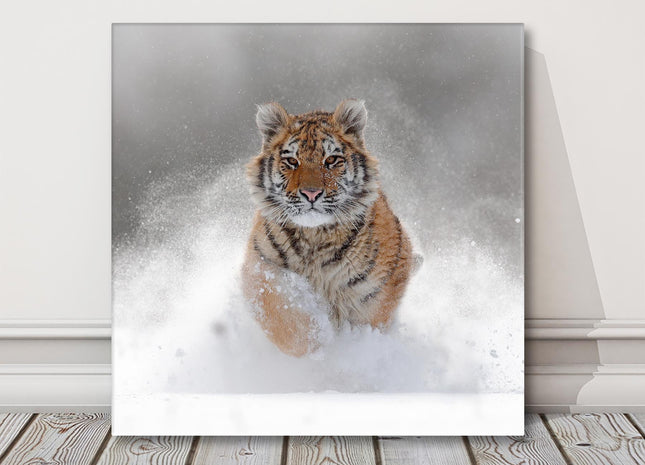 Tiger running through the deep snow, wildlife in winter, canvas picture print.