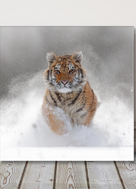 Tiger running through the deep snow, wildlife in winter, canvas picture print.