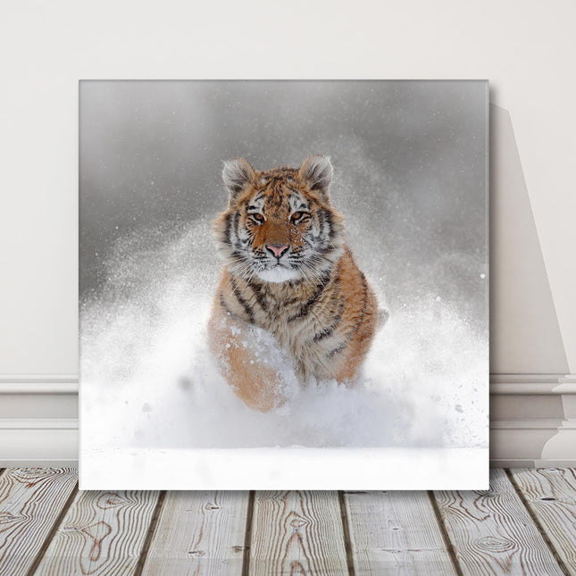 Tiger running through the deep snow, wildlife in winter, canvas picture print.