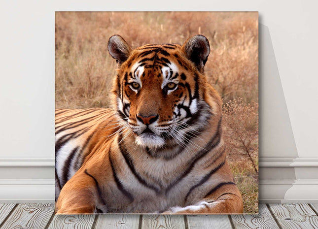 Tiger. Wildlife canvas picture print. Square.