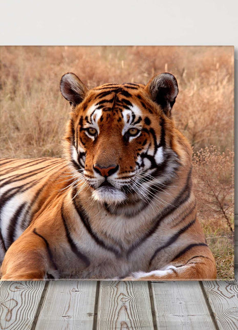 Tiger. Wildlife canvas picture print. Square.
