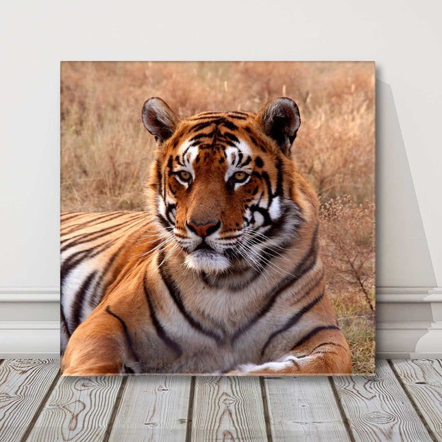 Tiger. Wildlife canvas picture print. Square.