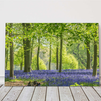 Bluebells in the woods in Springtime. Printed and framed as canvas picture print