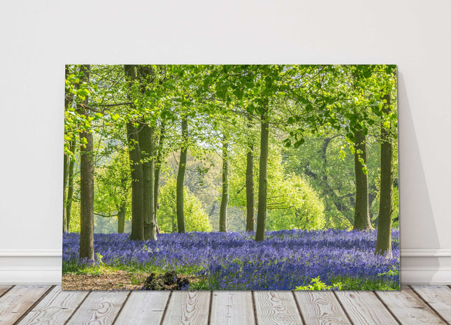 Bluebells in the woods in Springtime. Printed and framed as canvas picture print