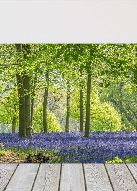 Bluebells in the woods in Springtime. Printed and framed as canvas picture print