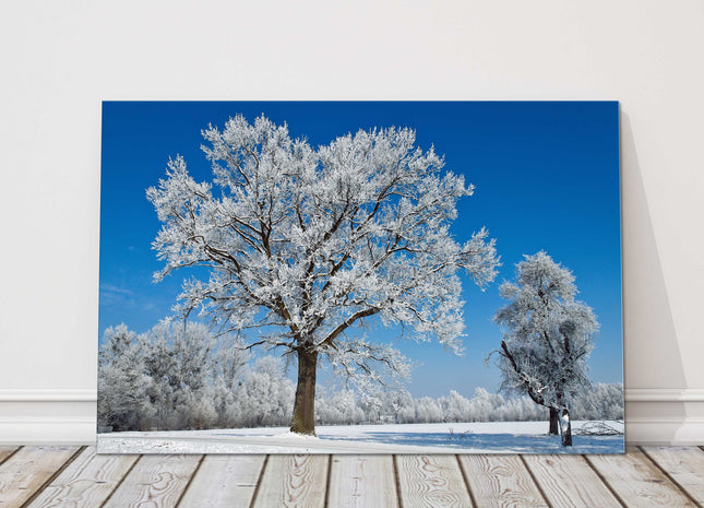 Frosty scenery. Bright blue sky on a frosty winter day. Canvas Print.
