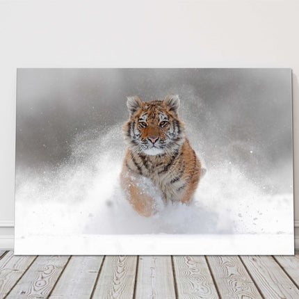 Tiger in the snow. Big cat winter running canvas picture print landscape
