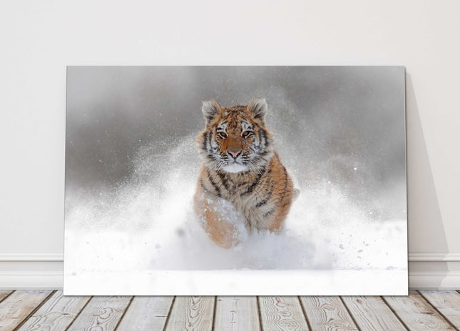 Tiger in the snow. Big cat winter running canvas picture print landscape