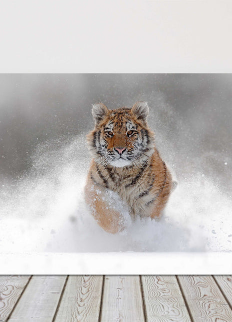 Tiger in the snow. Big cat winter running canvas picture print landscape