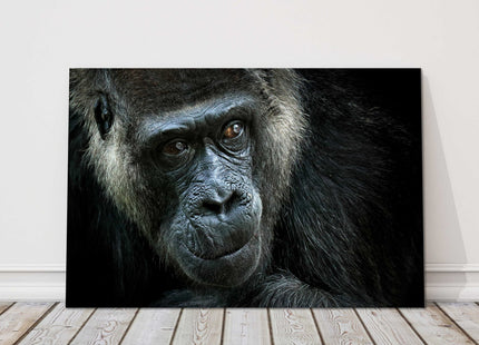 Gorilla close up. Canvas picture print photograph.