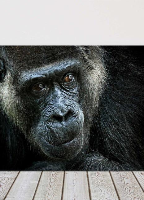 Gorilla close up. Canvas picture print photograph.