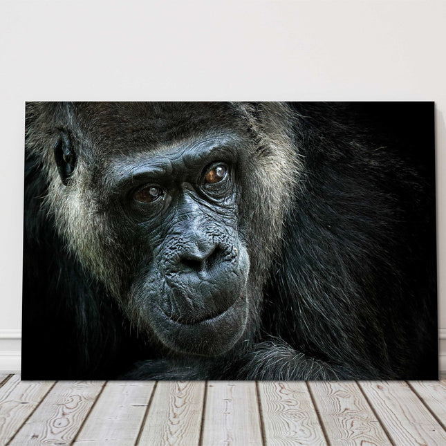 Gorilla close up. Canvas picture print photograph.