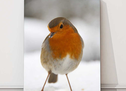 Robin in the snow canvas picture print birds wildlife portrait
