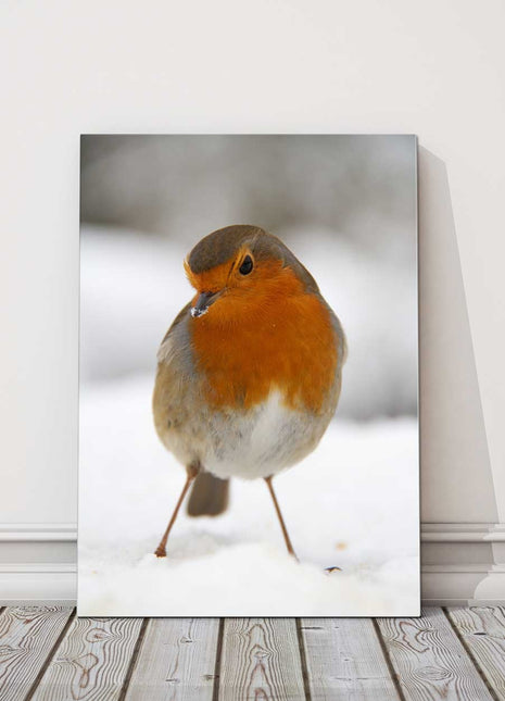 Robin in the snow canvas picture print birds wildlife portrait
