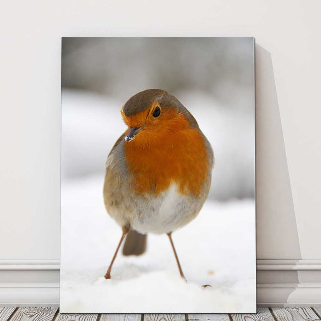 Robin in the snow canvas picture print birds wildlife portrait