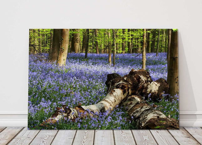 Bluebells in the forest. Printed and framed as a canvas picture print.