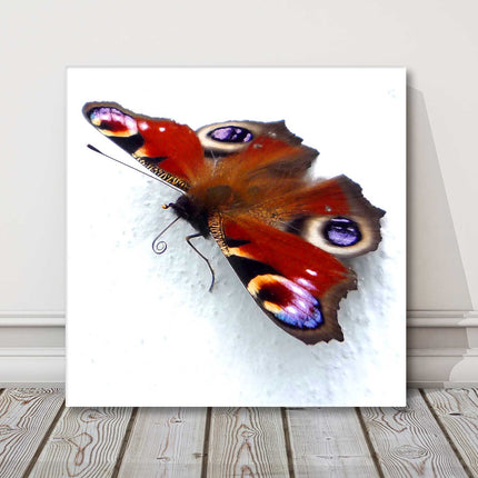 Butterfly canvas picture print