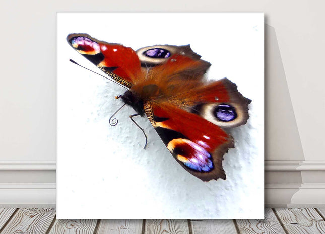 Butterfly canvas picture print