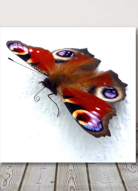 Butterfly canvas picture print