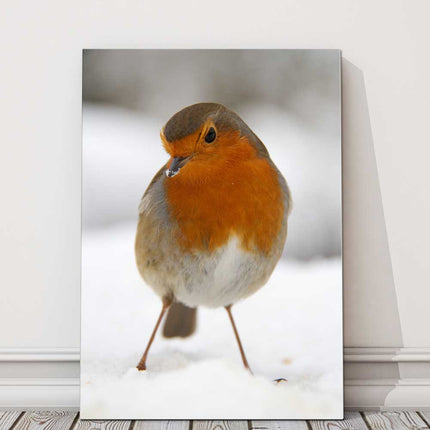Robin, in the snow. Wildlife image printed and framed as a canvas picture.