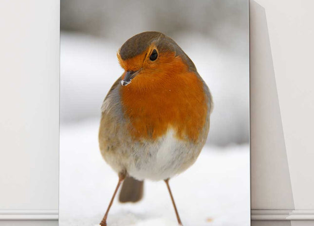 Robin, in the snow. Wildlife image printed and framed as a canvas picture.