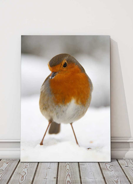 Robin, in the snow. Wildlife image printed and framed as a canvas picture.