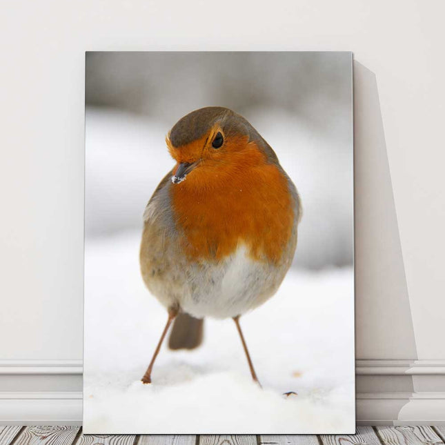 Robin, in the snow. Wildlife image printed and framed as a canvas picture.