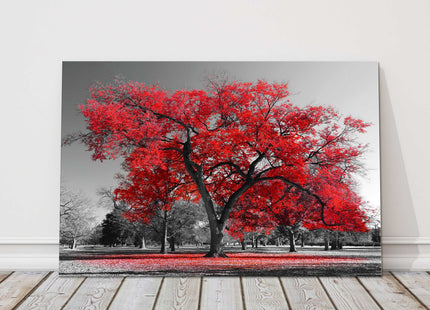 Red leaf tree standing in a black and white background. Canvas picture print