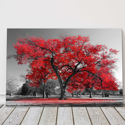Red leaf tree standing in a black and white background. Canvas picture print