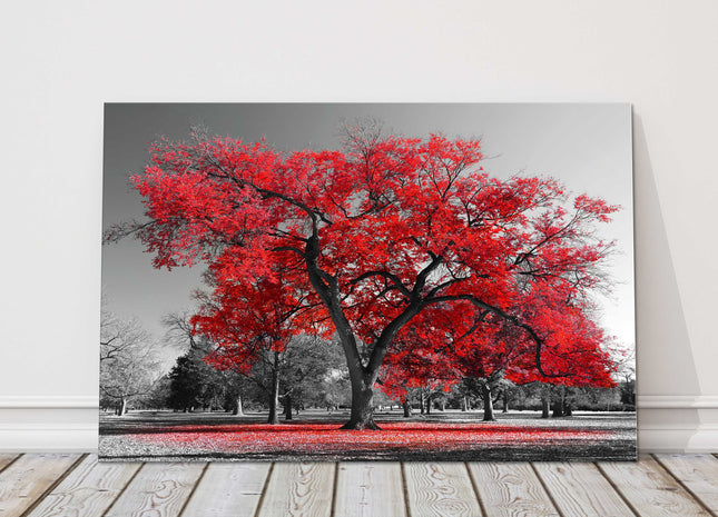 Red leaf tree standing in a black and white background. Canvas picture print