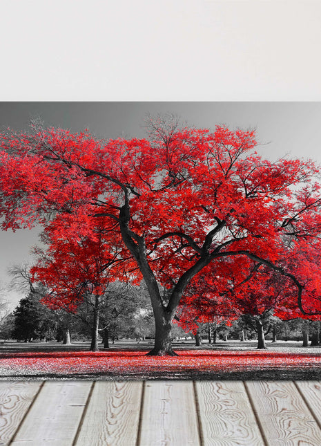 Red leaf tree standing in a black and white background. Canvas picture print