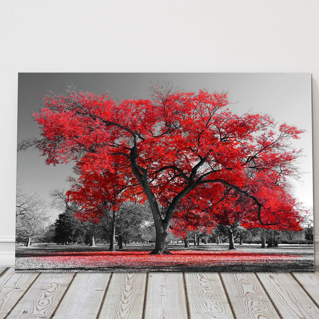 Red leaf tree standing in a black and white background. Canvas picture print