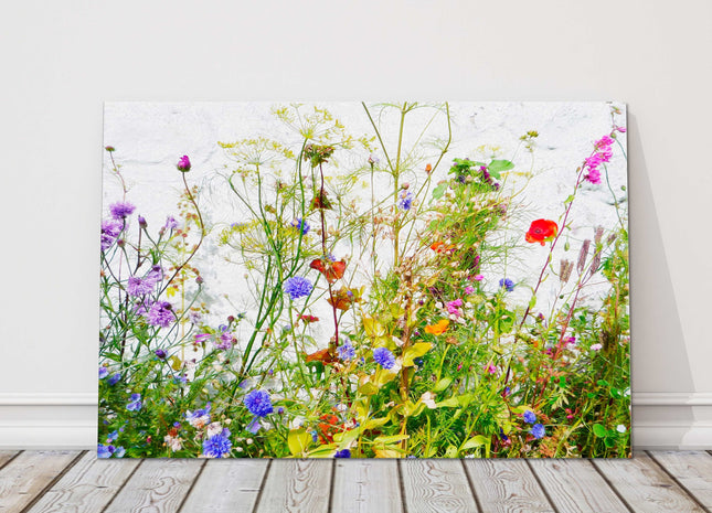 Wild flowers and grasses on white background, printed canvas picture print.