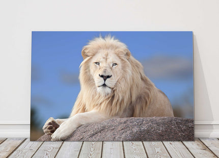 lion white hair posing on a rock canvas picure print landscape safari animal