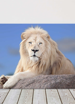 lion white hair posing on a rock canvas picure print landscape safari animal