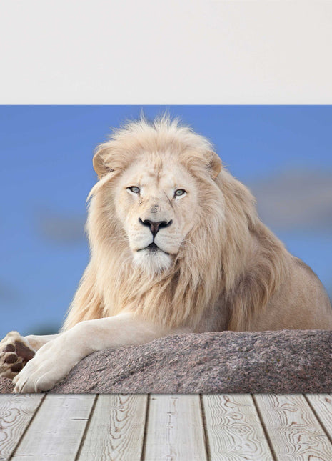 lion white hair posing on a rock canvas picure print landscape safari animal