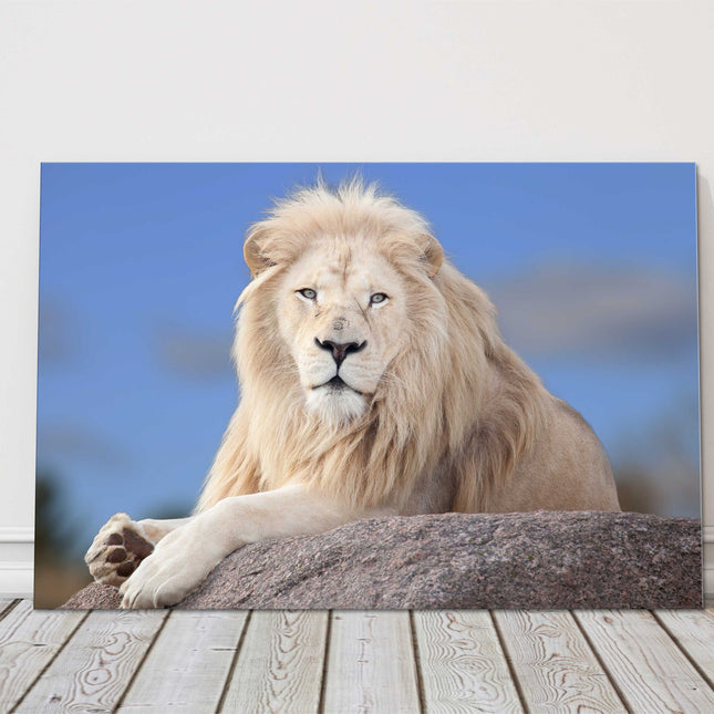 lion white hair posing on a rock canvas picure print landscape safari animal