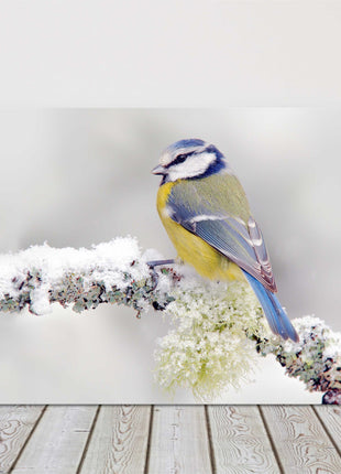 Blue Tit frosty snow covered branch. Winter wildlife image canvas picture print