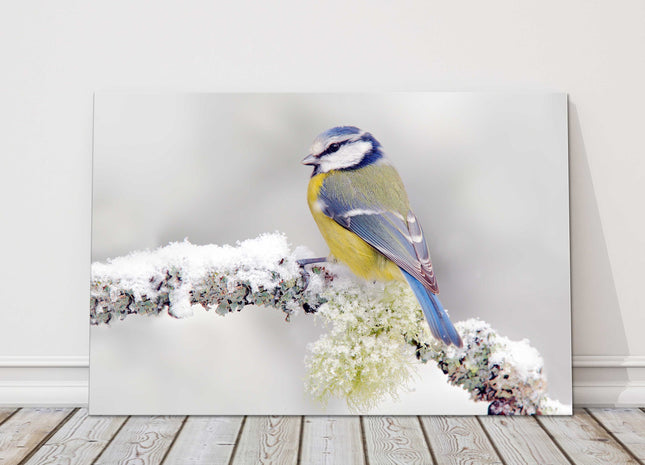 Blue Tit frosty snow covered branch. Winter wildlife image canvas picture print